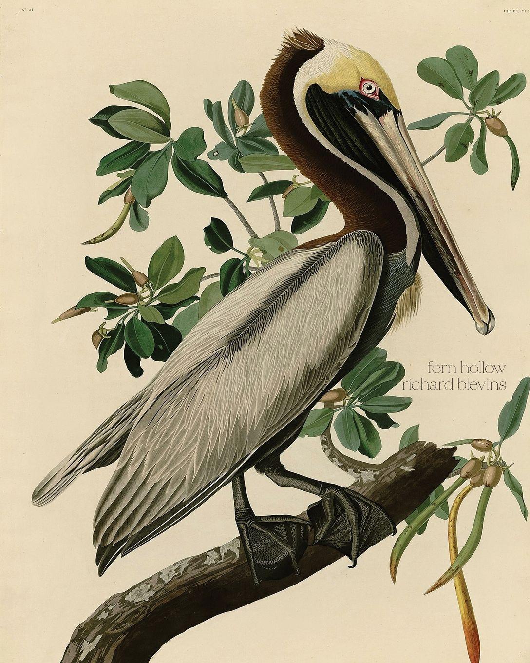 Vorderes Coverbild Fern Hollow