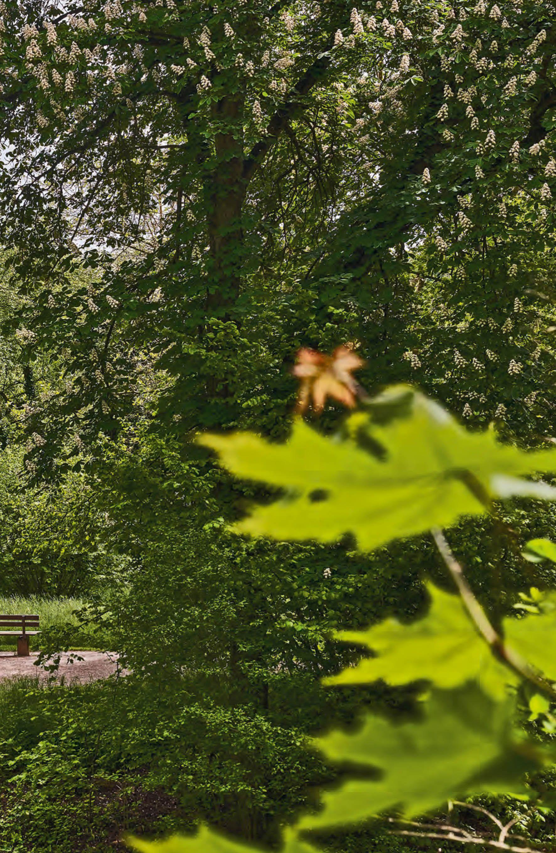 Beispielinhalt (Bild) Goethes Gartenhaus