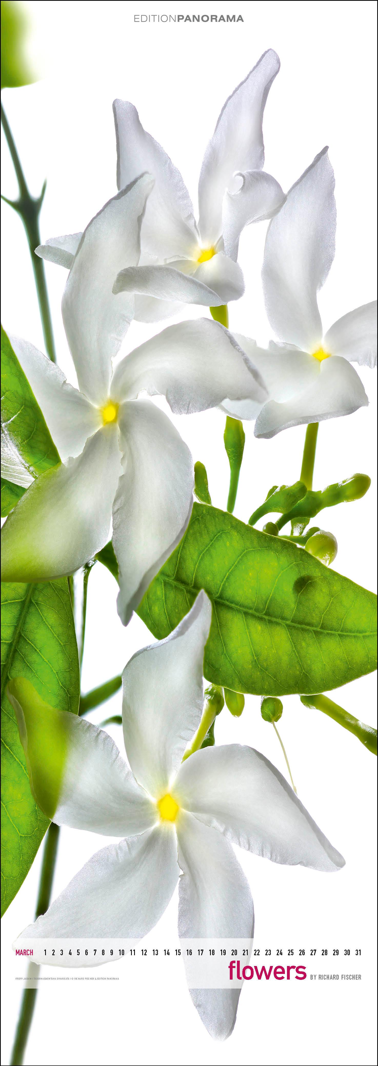 Beispielinhalt (Bild) Flowers