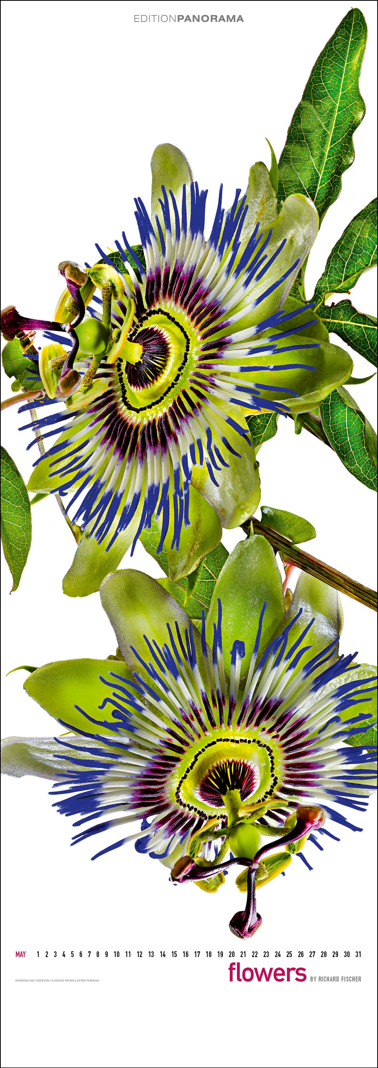 Beispielinhalt (Bild) Flowers