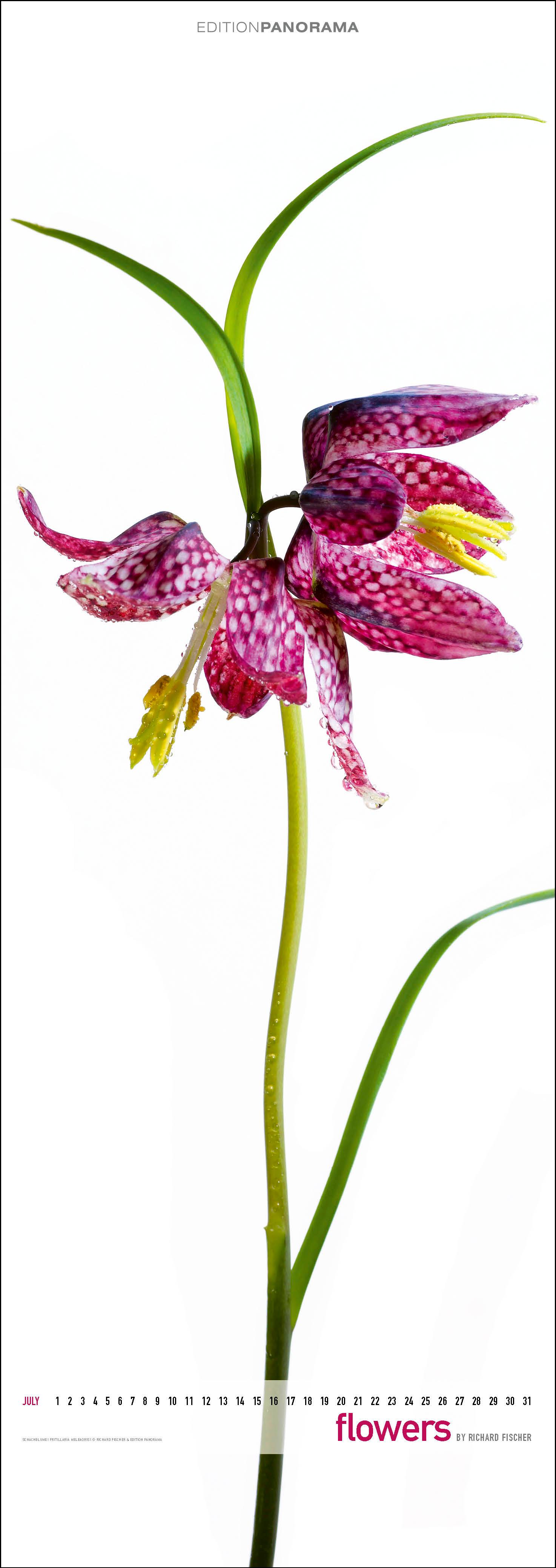 Beispielinhalt (Bild) Flowers