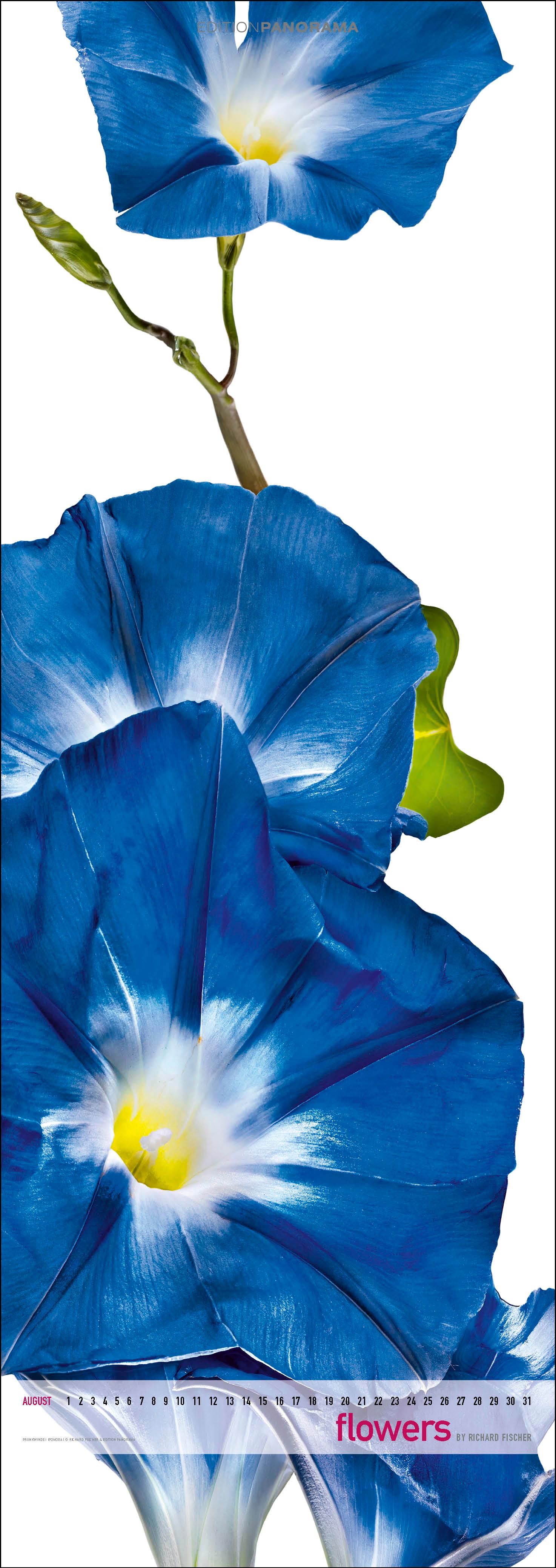 Beispielinhalt (Bild) Flowers