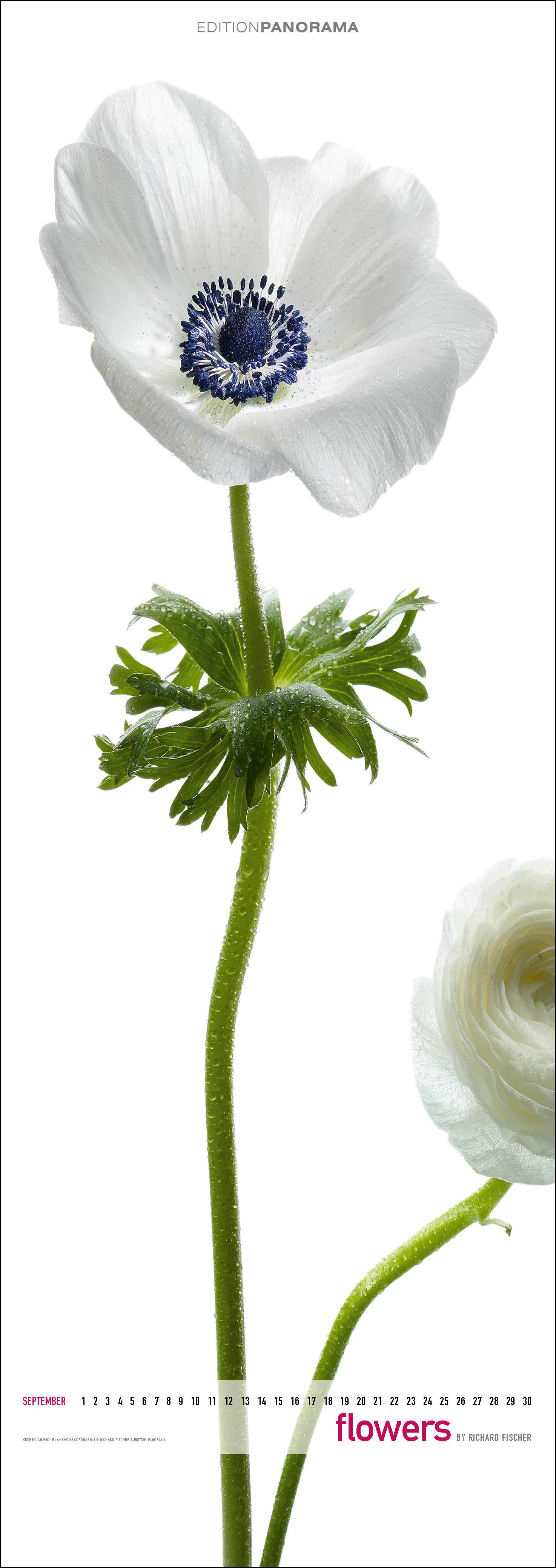 Beispielinhalt (Bild) Flowers