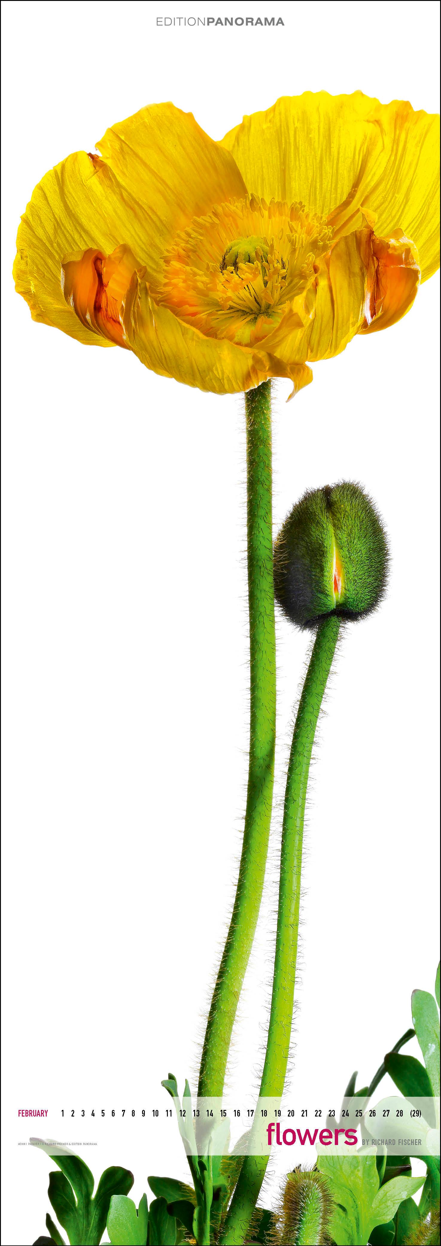 Beispielinhalt (Bild) Flowers