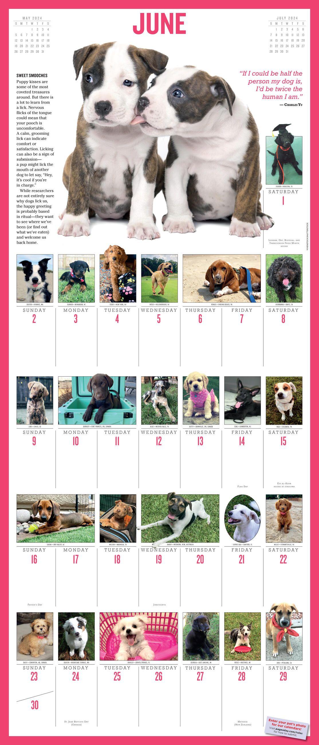Beispielinhalt (Bild) 365 Puppies-A-Year Picture-A-Day Wall Calendar 2024