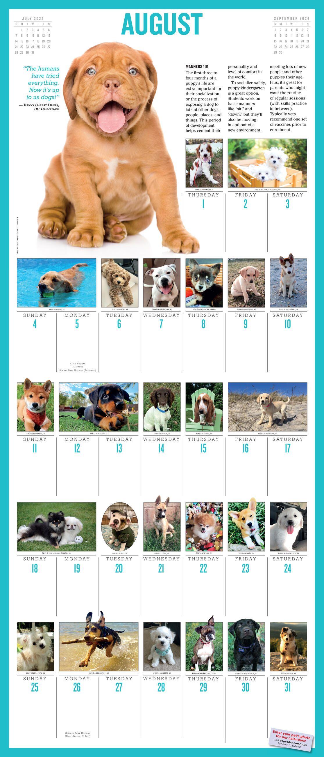 Beispielinhalt (Bild) 365 Puppies-A-Year Picture-A-Day Wall Calendar 2024