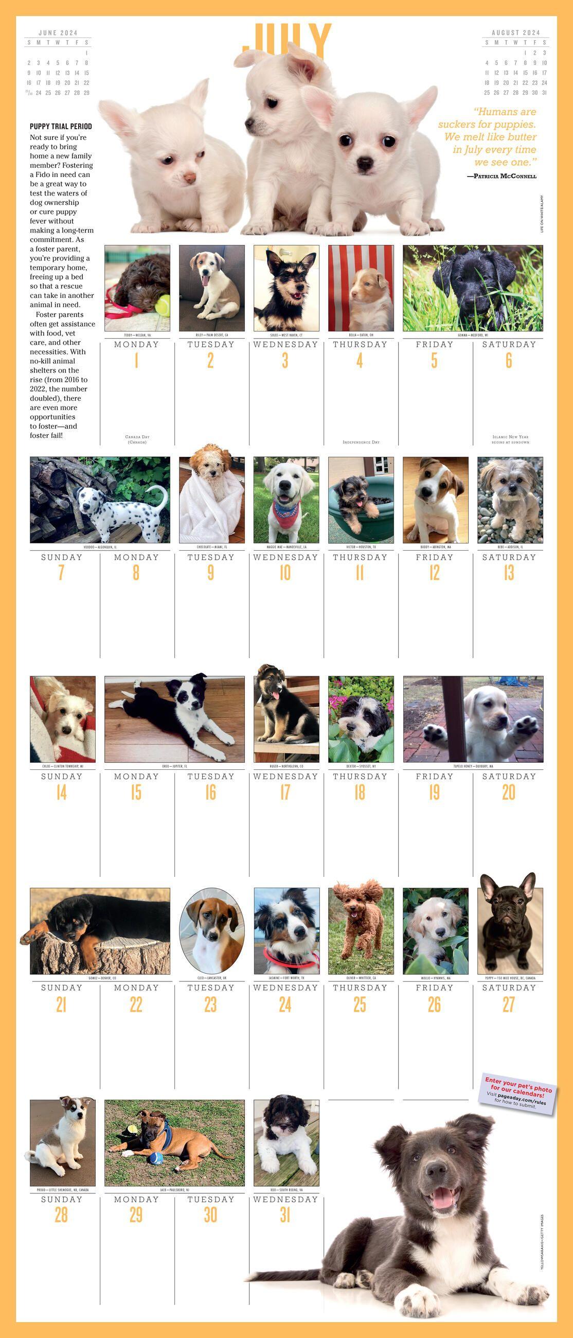 Beispielinhalt (Bild) 365 Puppies-A-Year Picture-A-Day Wall Calendar 2024
