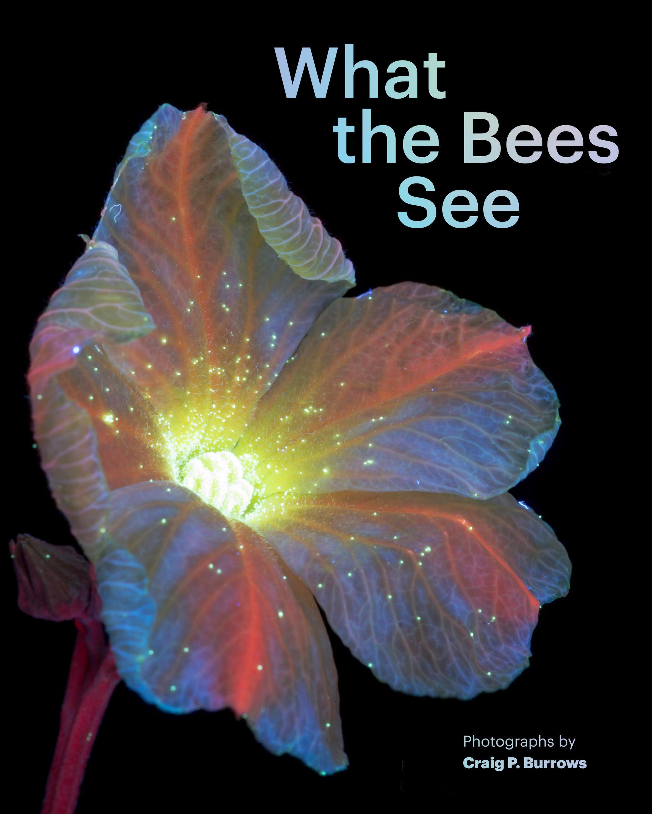 Vorderes Coverbild What the Bees See