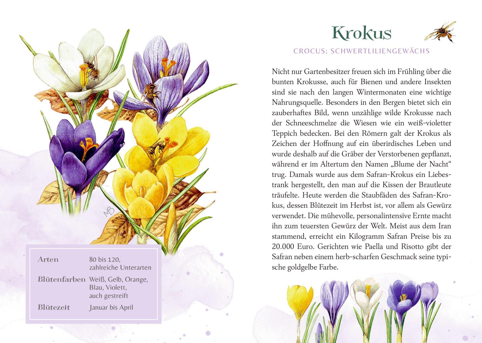 Beispielinhalt (Bild) Farbenpracht und Blütenzauber