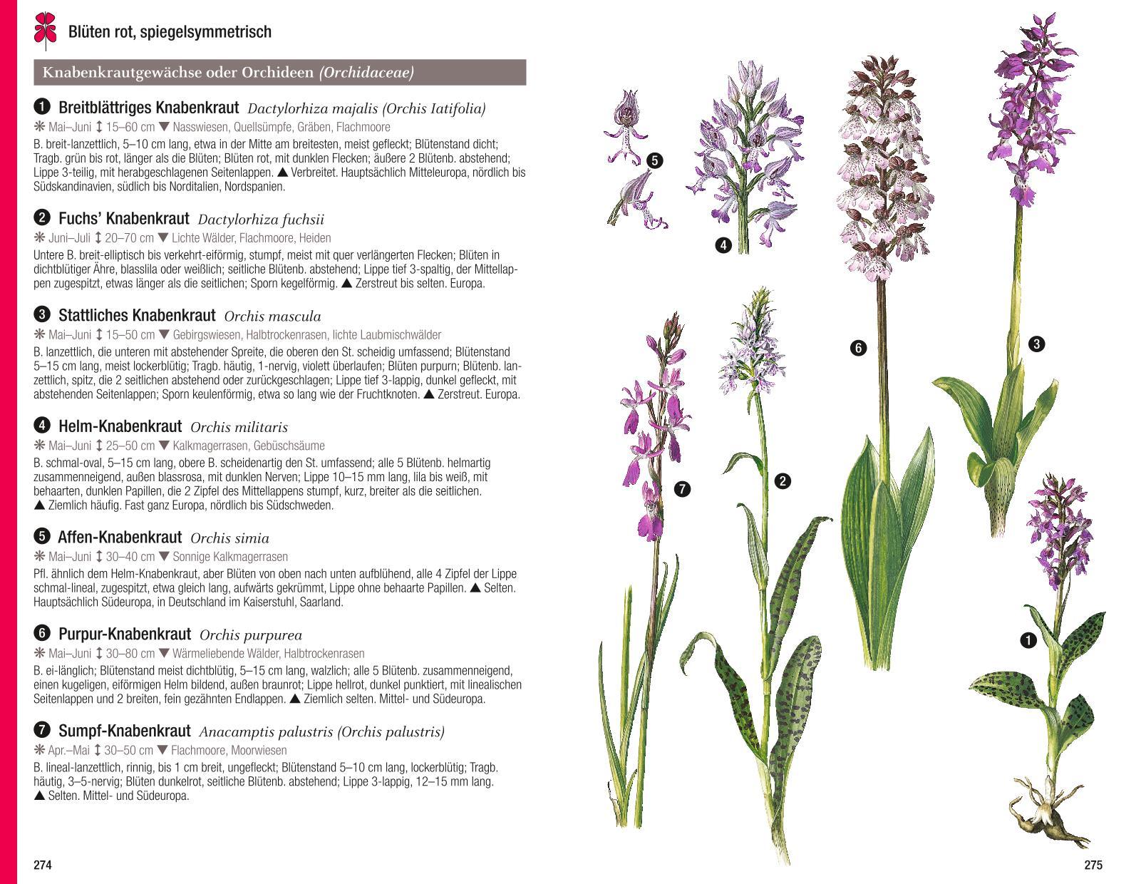 Beispielinhalt (Bild) Der illustrierte Pflanzenführer