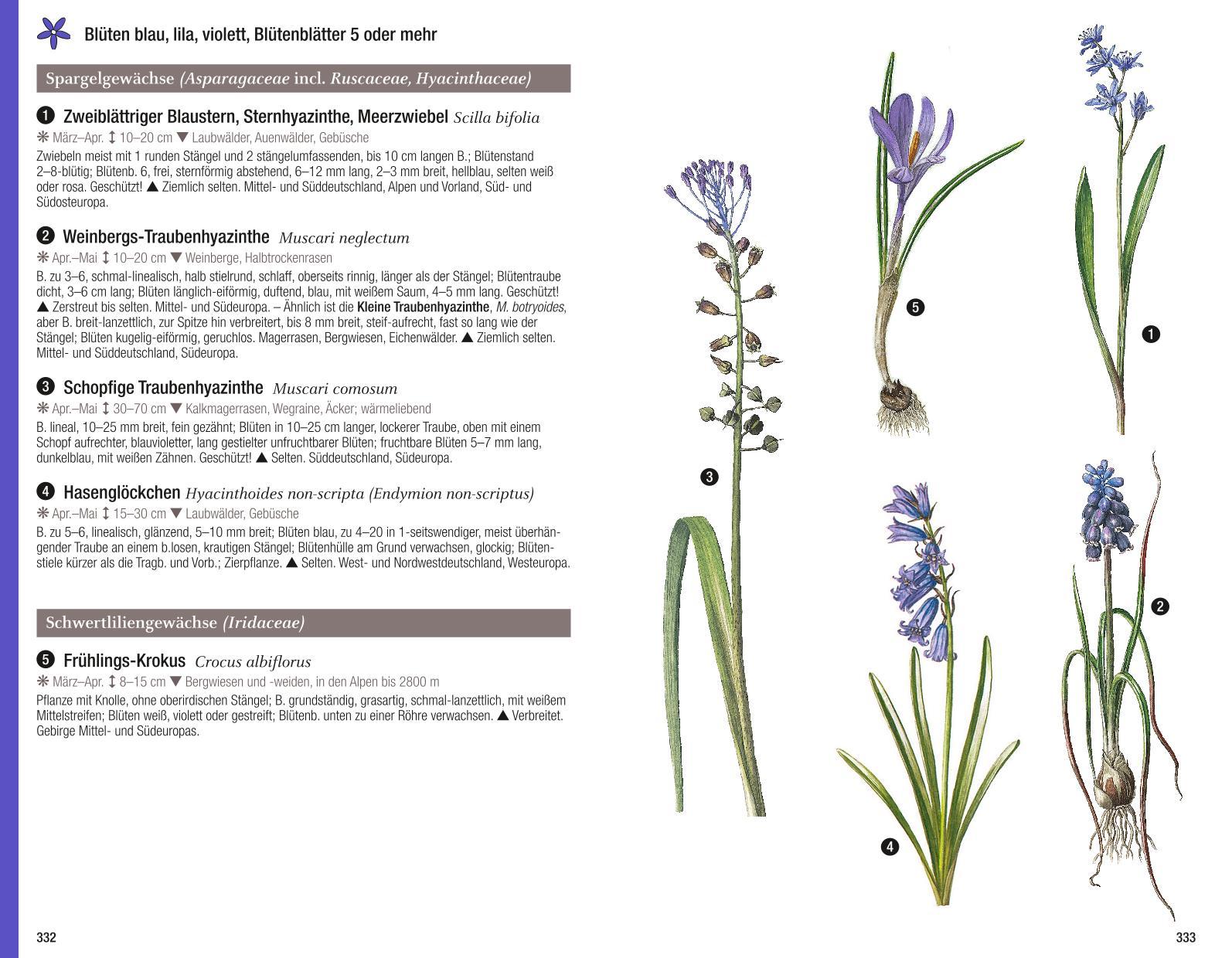 Beispielinhalt (Bild) Der illustrierte Pflanzenführer