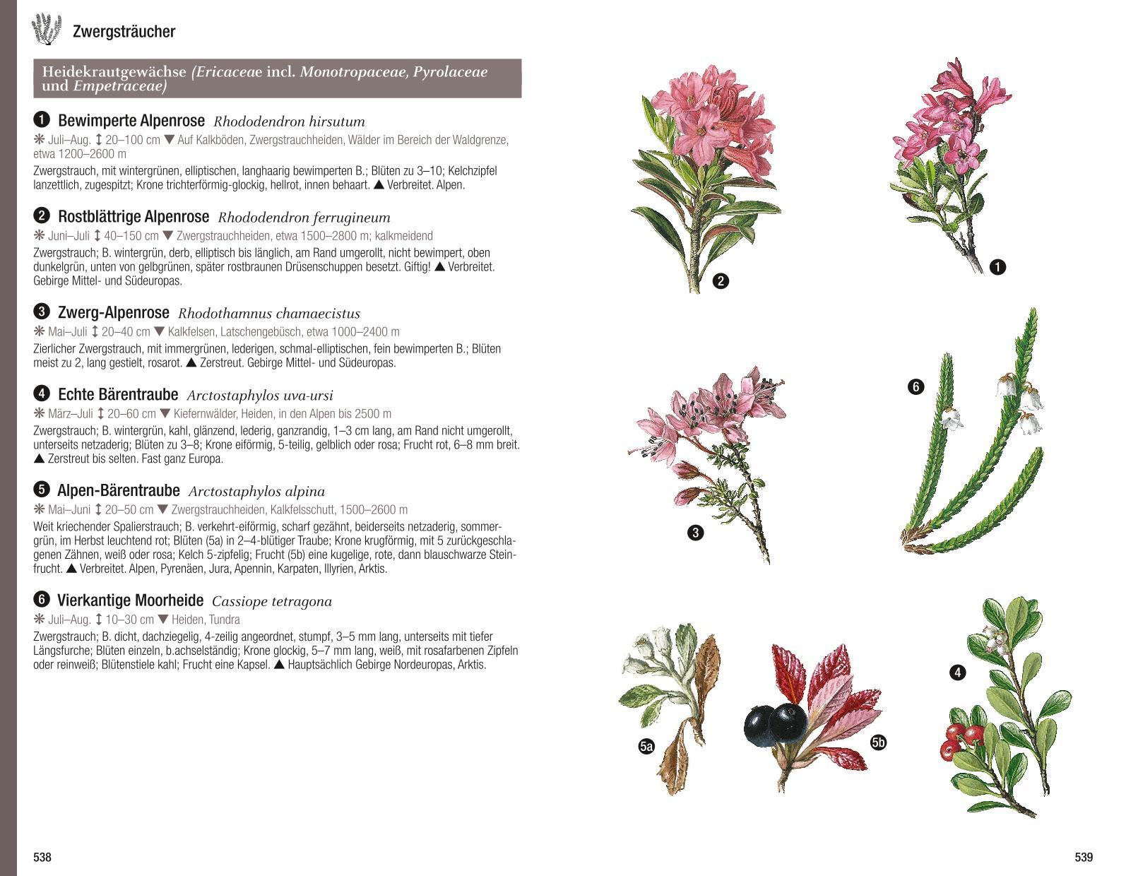 Beispielinhalt (Bild) Der illustrierte Pflanzenführer