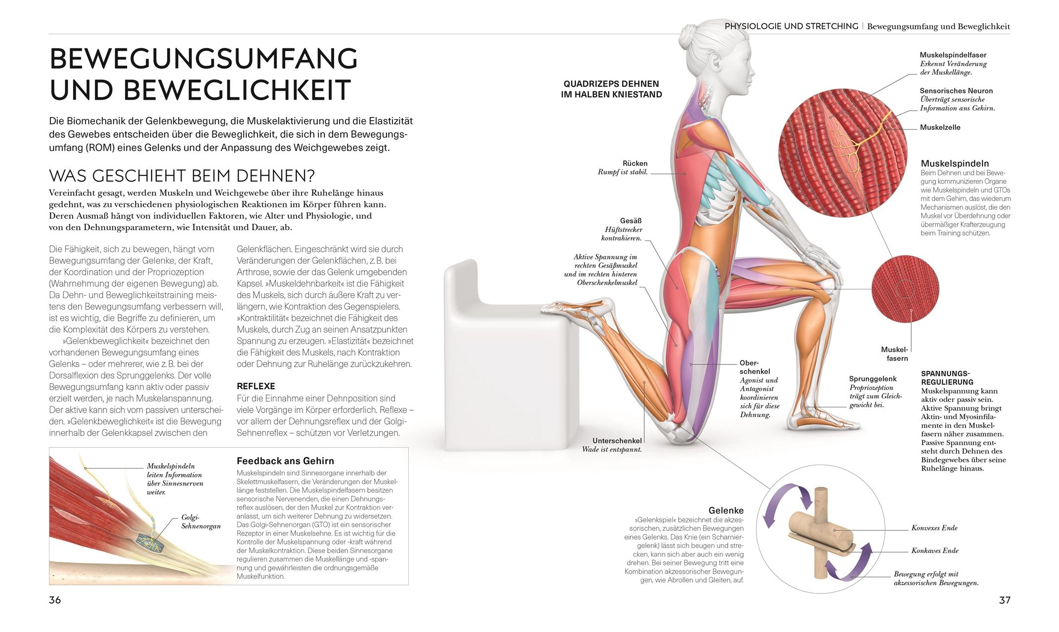 Beispielinhalt (Bild) Stretching - Die Anatomie verstehen
