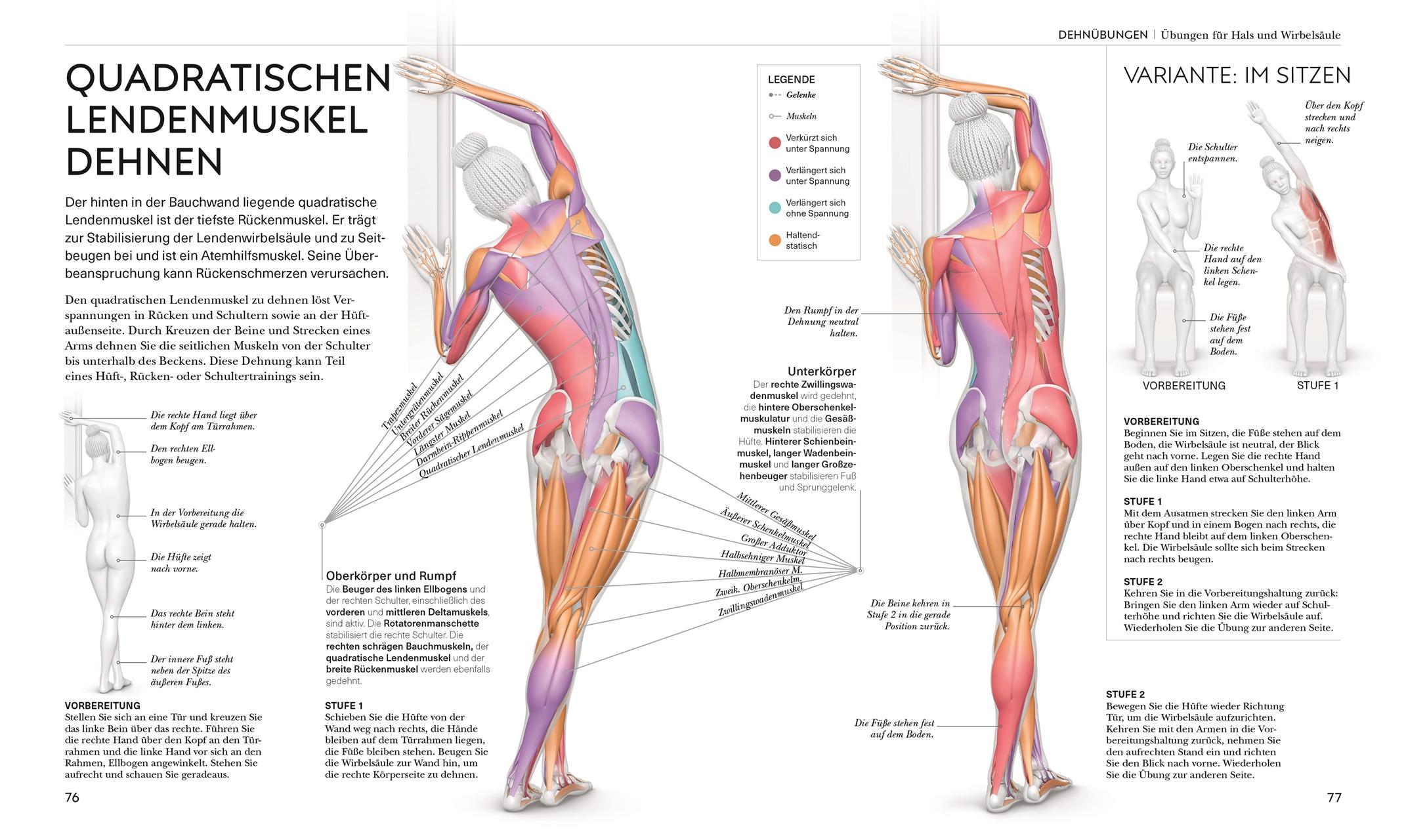 Beispielinhalt (Bild) Stretching - Die Anatomie verstehen