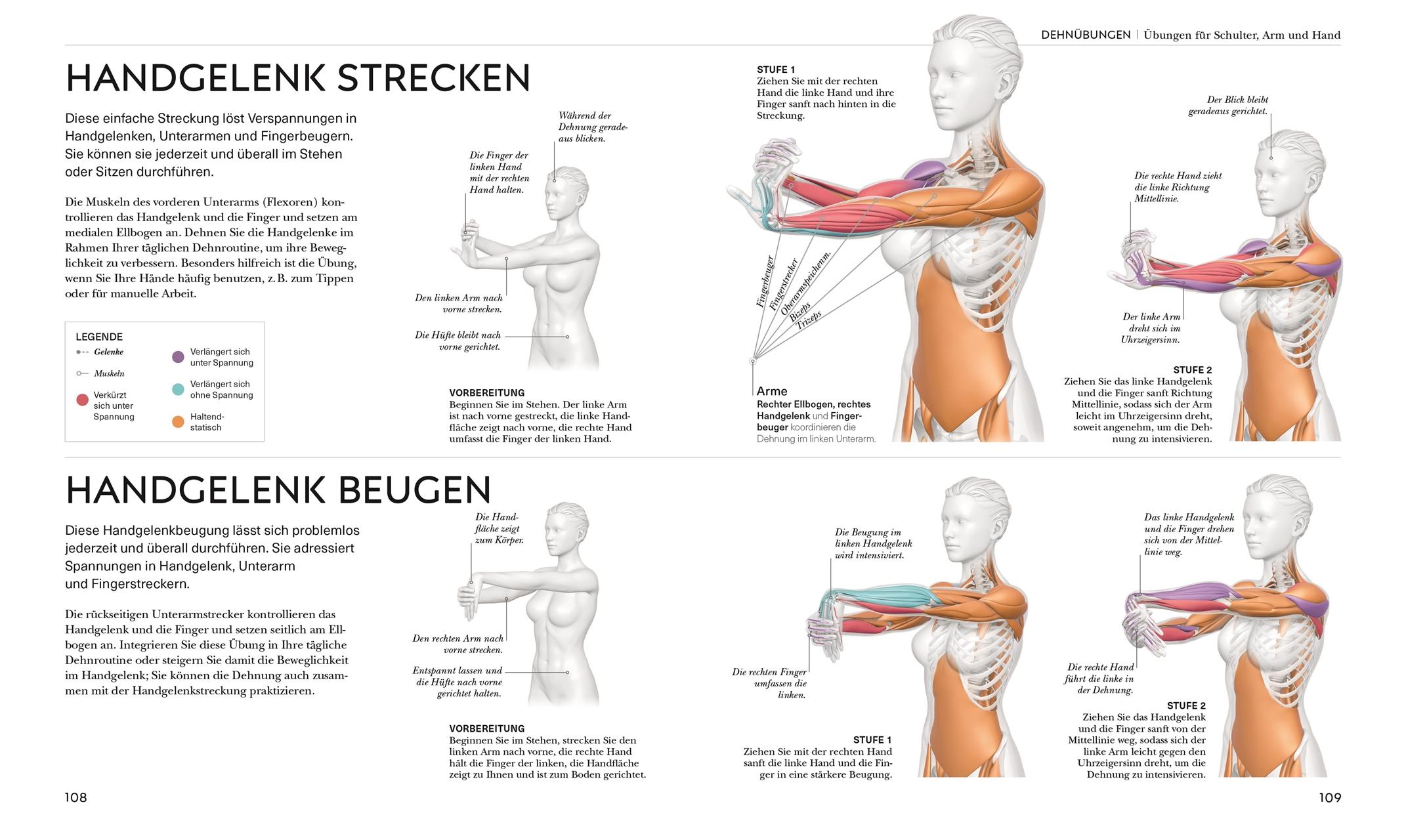 Beispielinhalt (Bild) Stretching - Die Anatomie verstehen