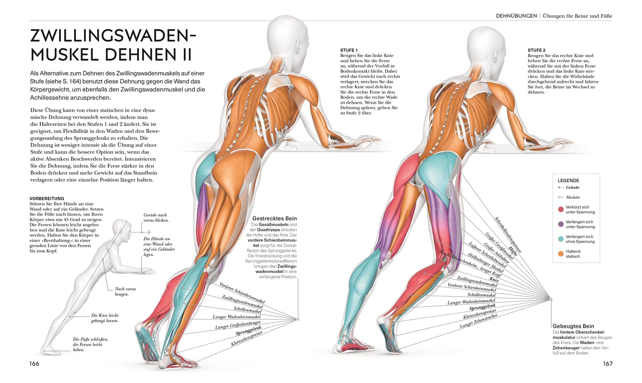 Beispielinhalt (Bild) Stretching - Die Anatomie verstehen