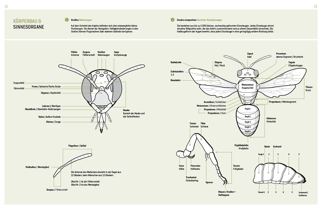Beispielinhalt (Bild) WILDBIENENHELFER