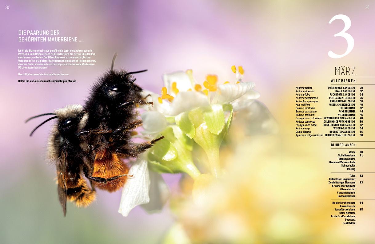 Beispielinhalt (Bild) WILDBIENENHELFER