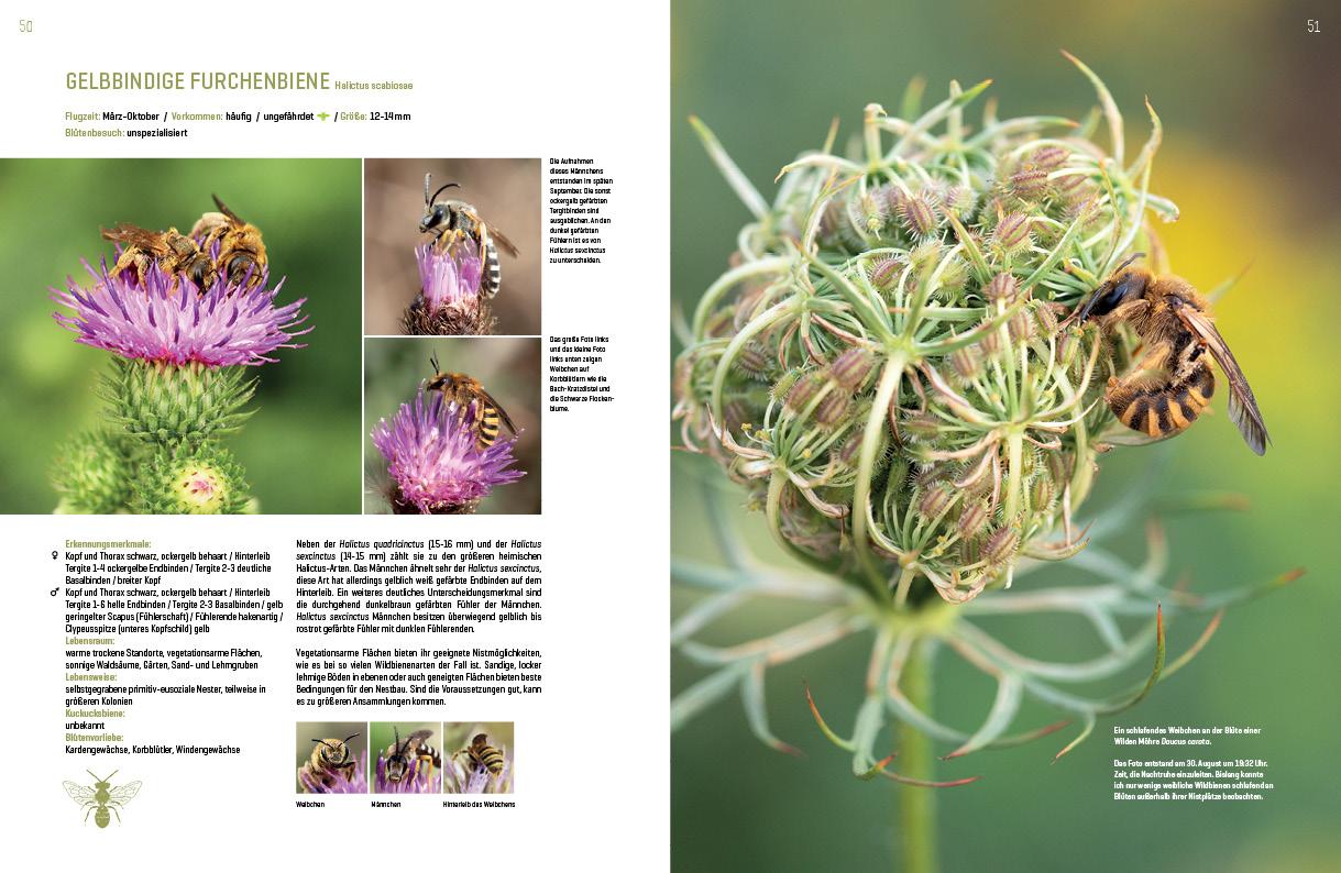 Beispielinhalt (Bild) WILDBIENENHELFER