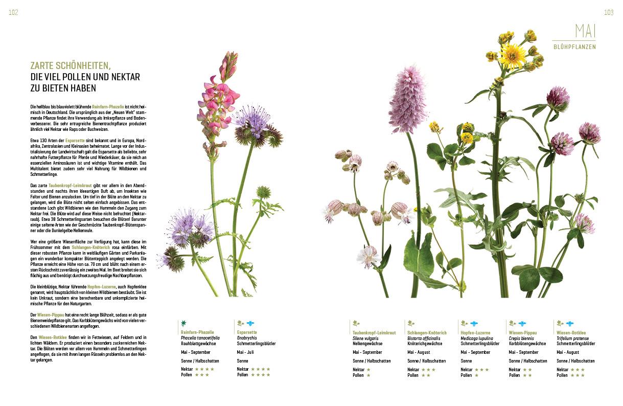 Beispielinhalt (Bild) WILDBIENENHELFER
