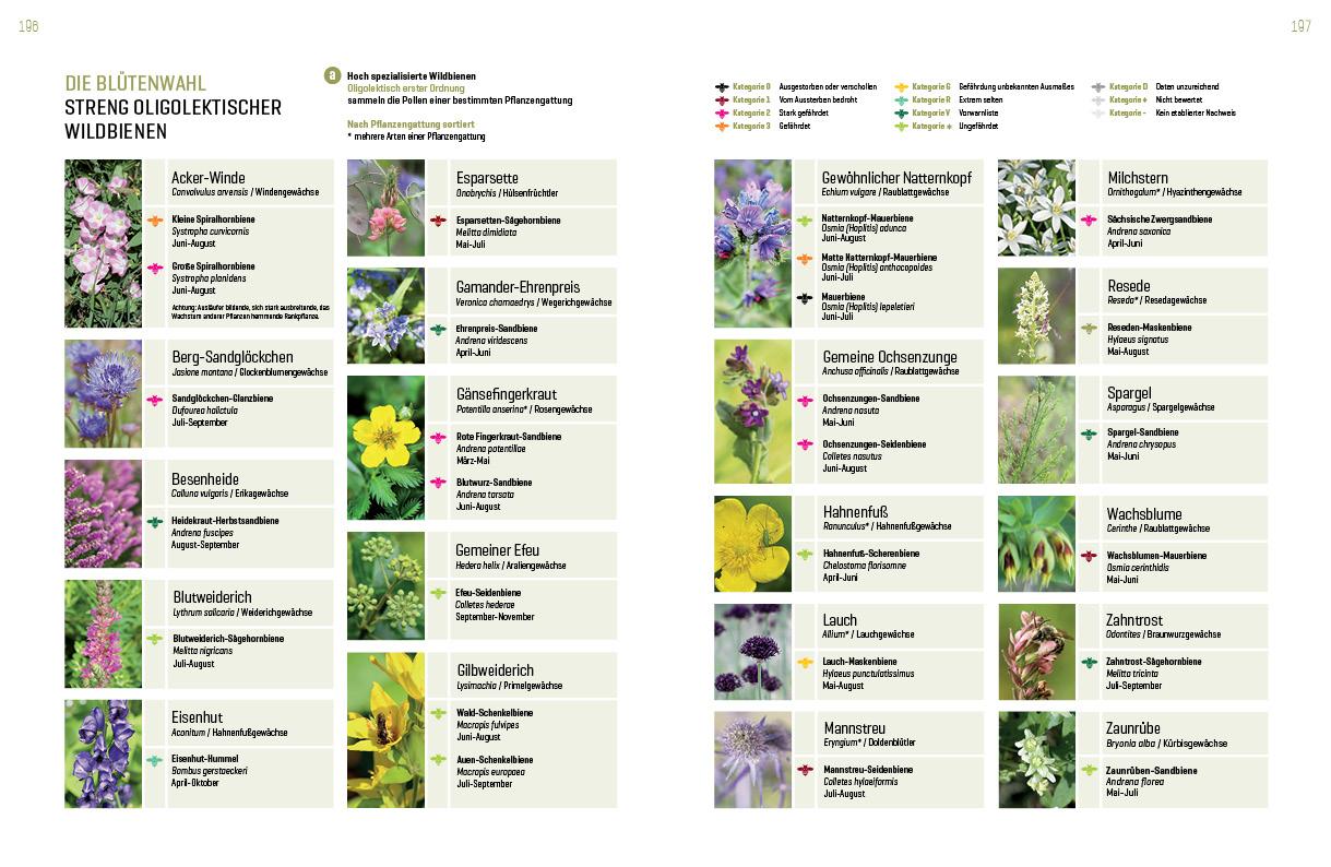 Beispielinhalt (Bild) WILDBIENENHELFER