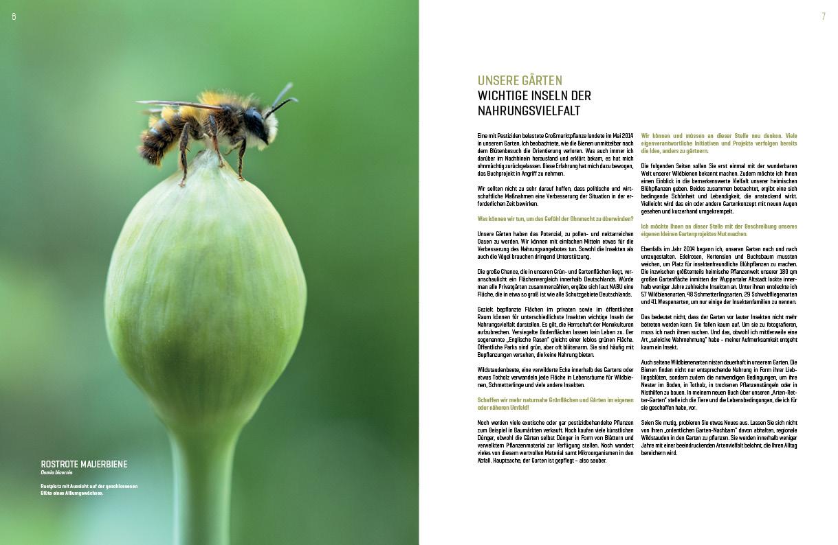 Beispielinhalt (Bild) WILDBIENENHELFER
