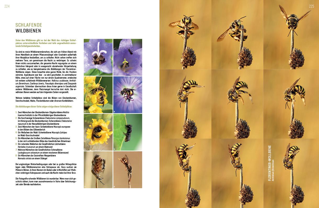 Beispielinhalt (Bild) WILDBIENENHELFER