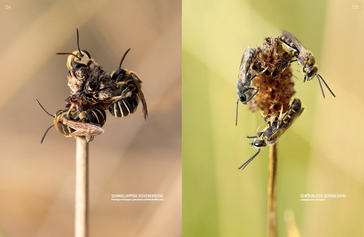 Beispielinhalt (Bild) WILDBIENENHELFER