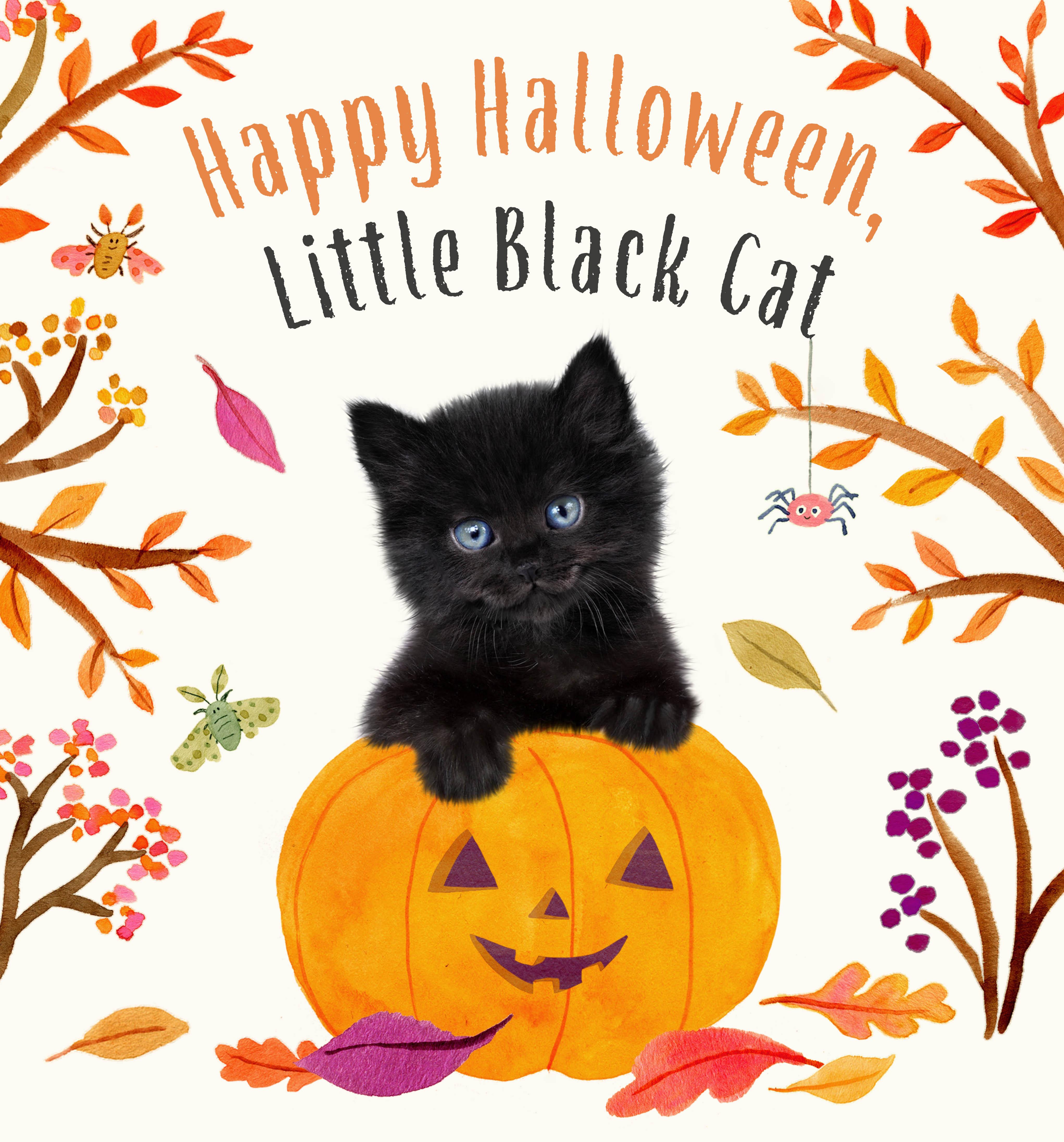 Vorderes Coverbild Happy Halloween, Little Black Cat