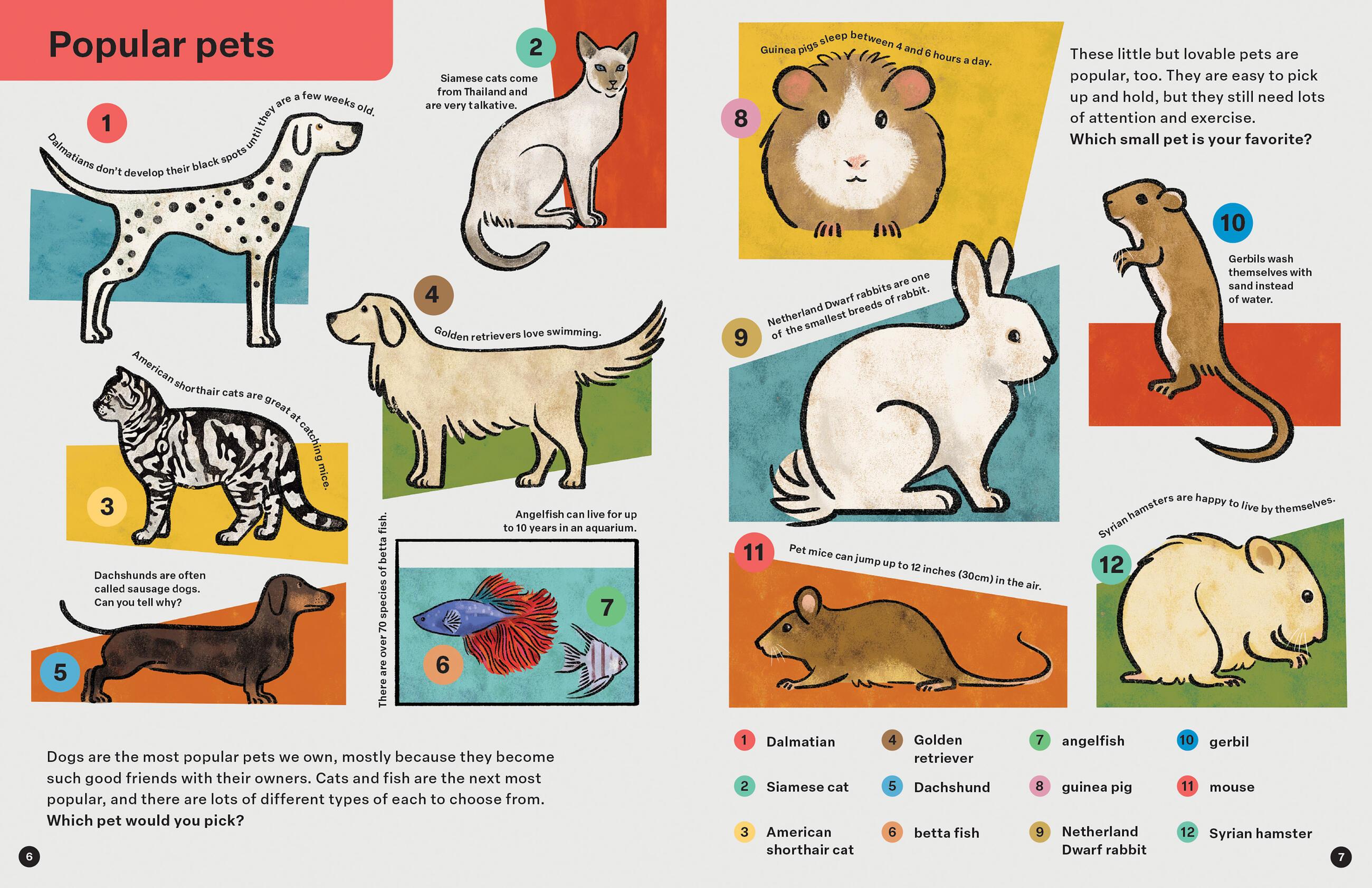 Beispielinhalt (Bild) Spring Street Discover: Animals