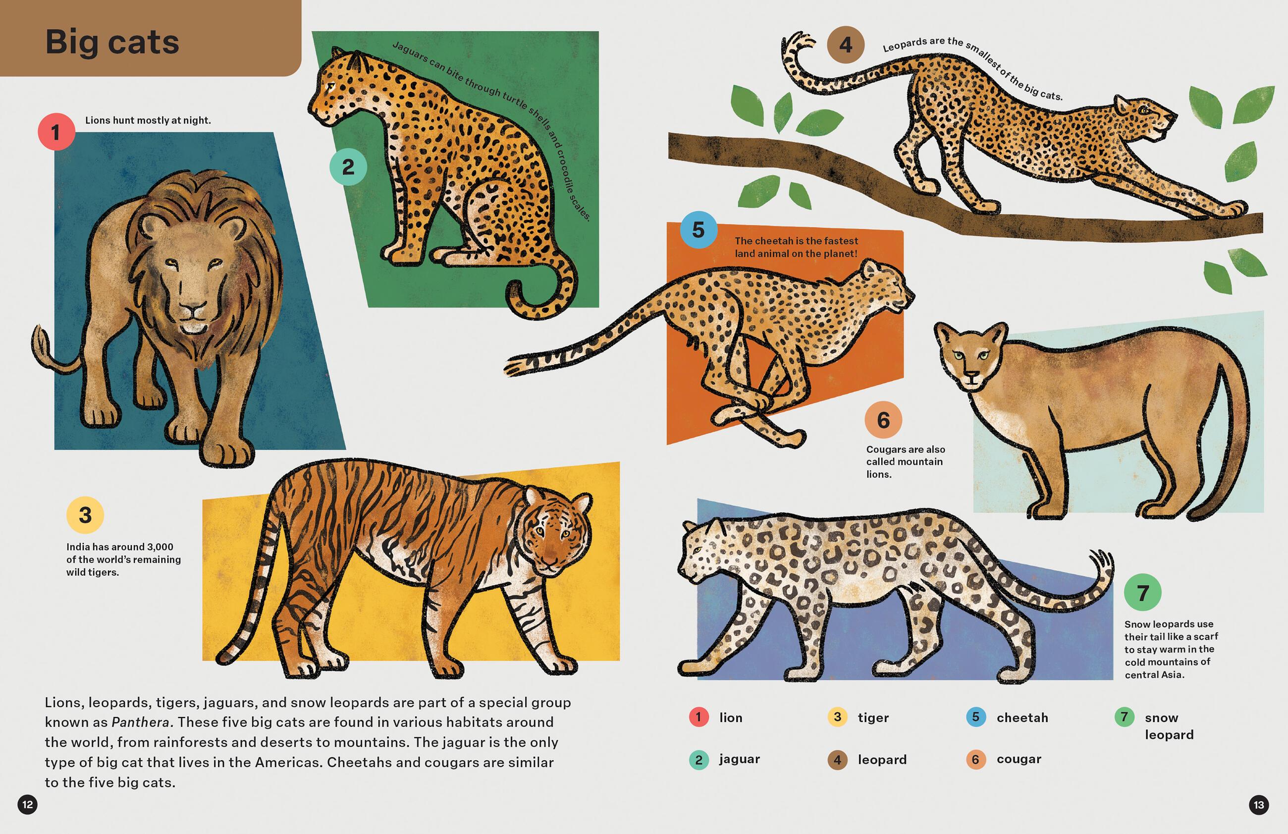 Beispielinhalt (Bild) Spring Street Discover: Animals