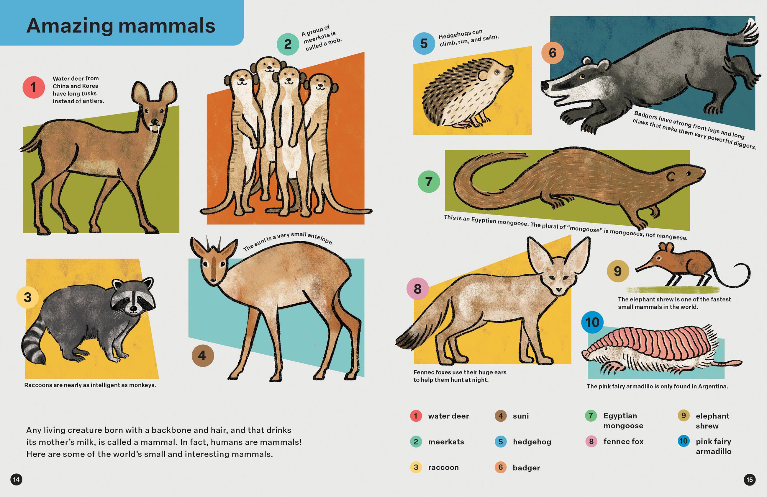 Beispielinhalt (Bild) Spring Street Discover: Animals