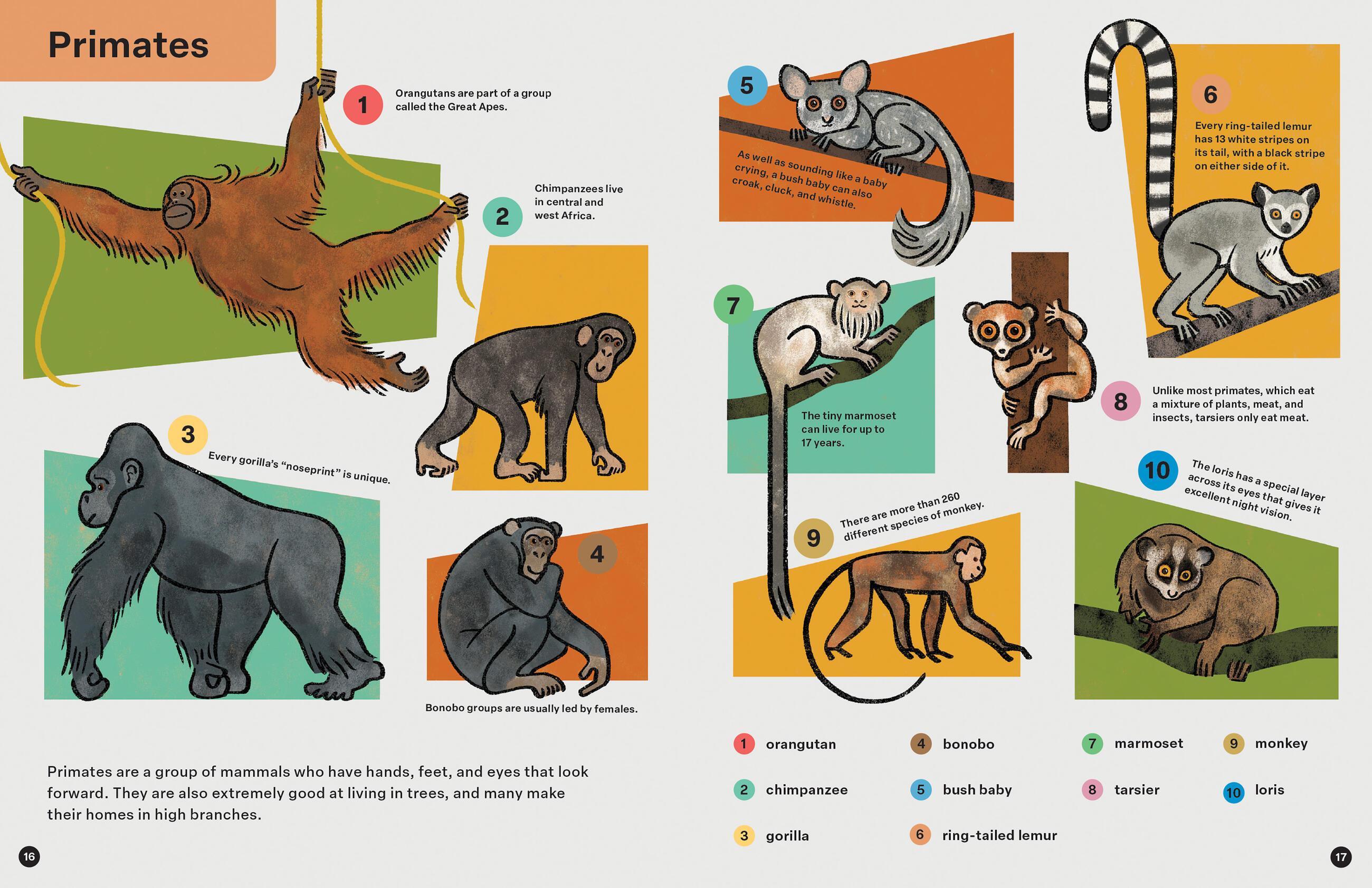 Beispielinhalt (Bild) Spring Street Discover: Animals