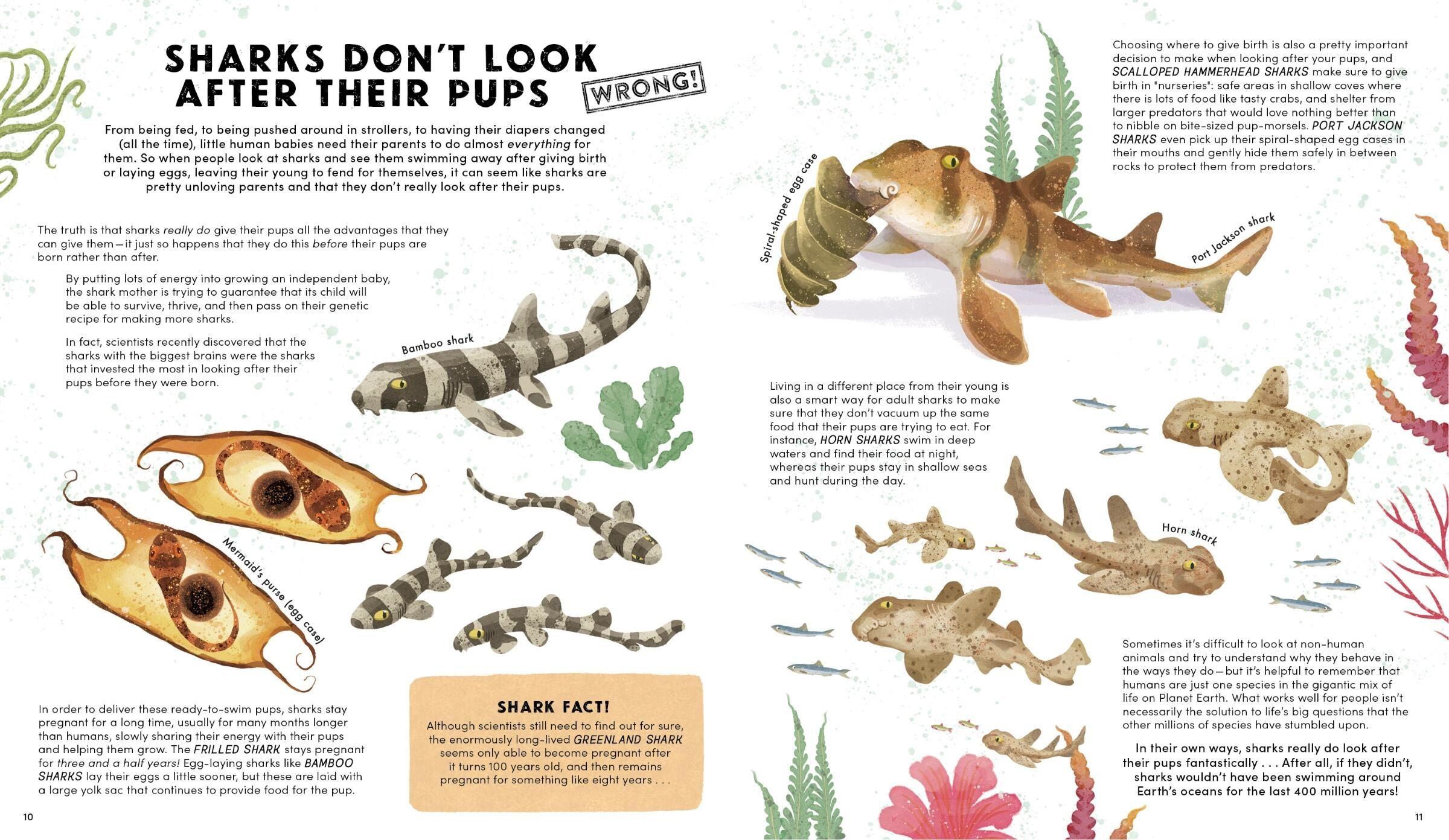 Beispielinhalt (Bild) Everything You Know about Sharks Is Wrong!