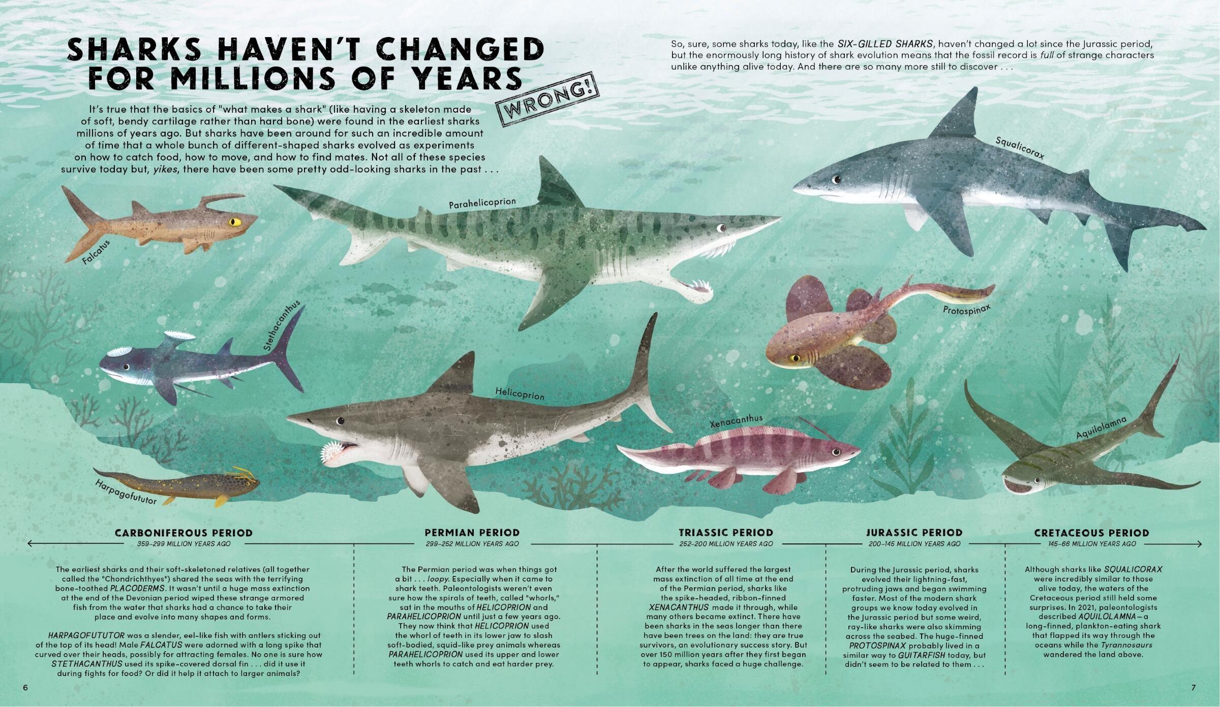 Beispielinhalt (Bild) Everything You Know about Sharks Is Wrong!