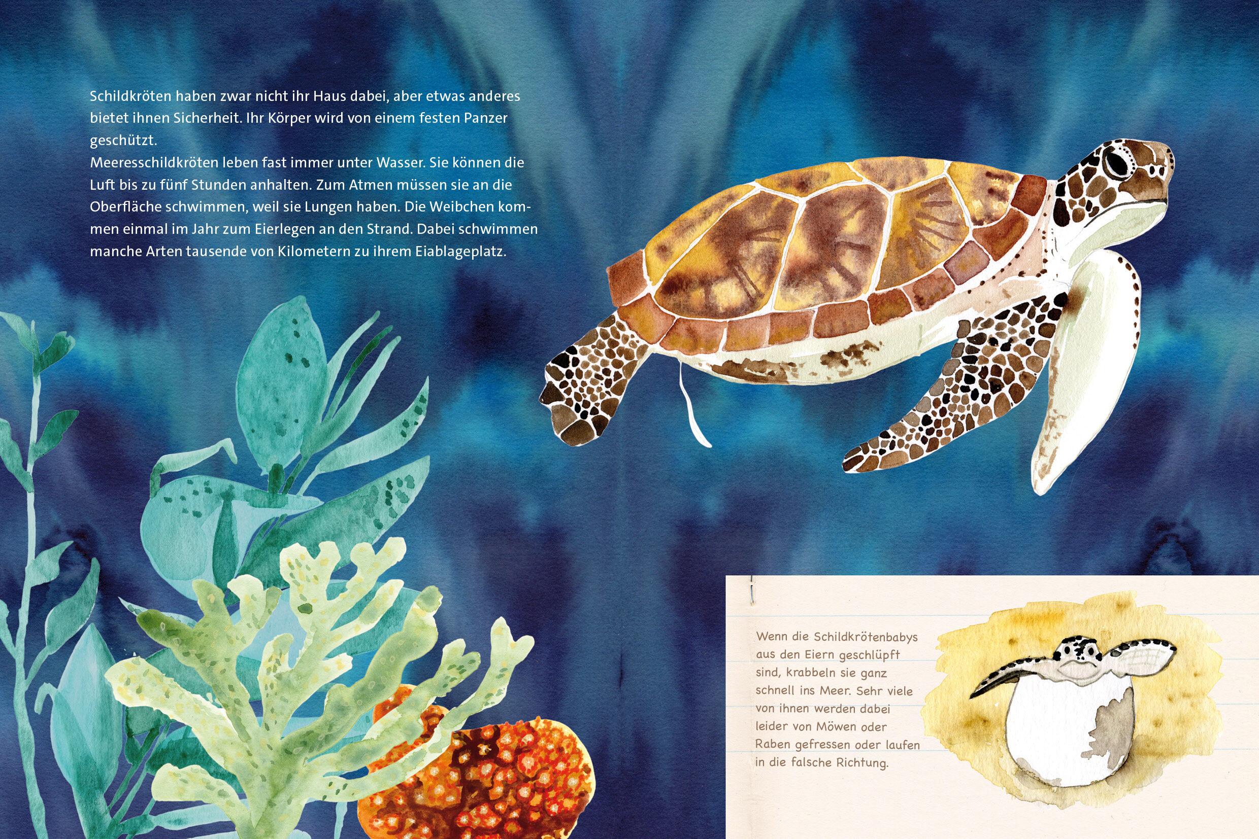 Beispielinhalt (Bild) Die unglaublichen Meereswunder