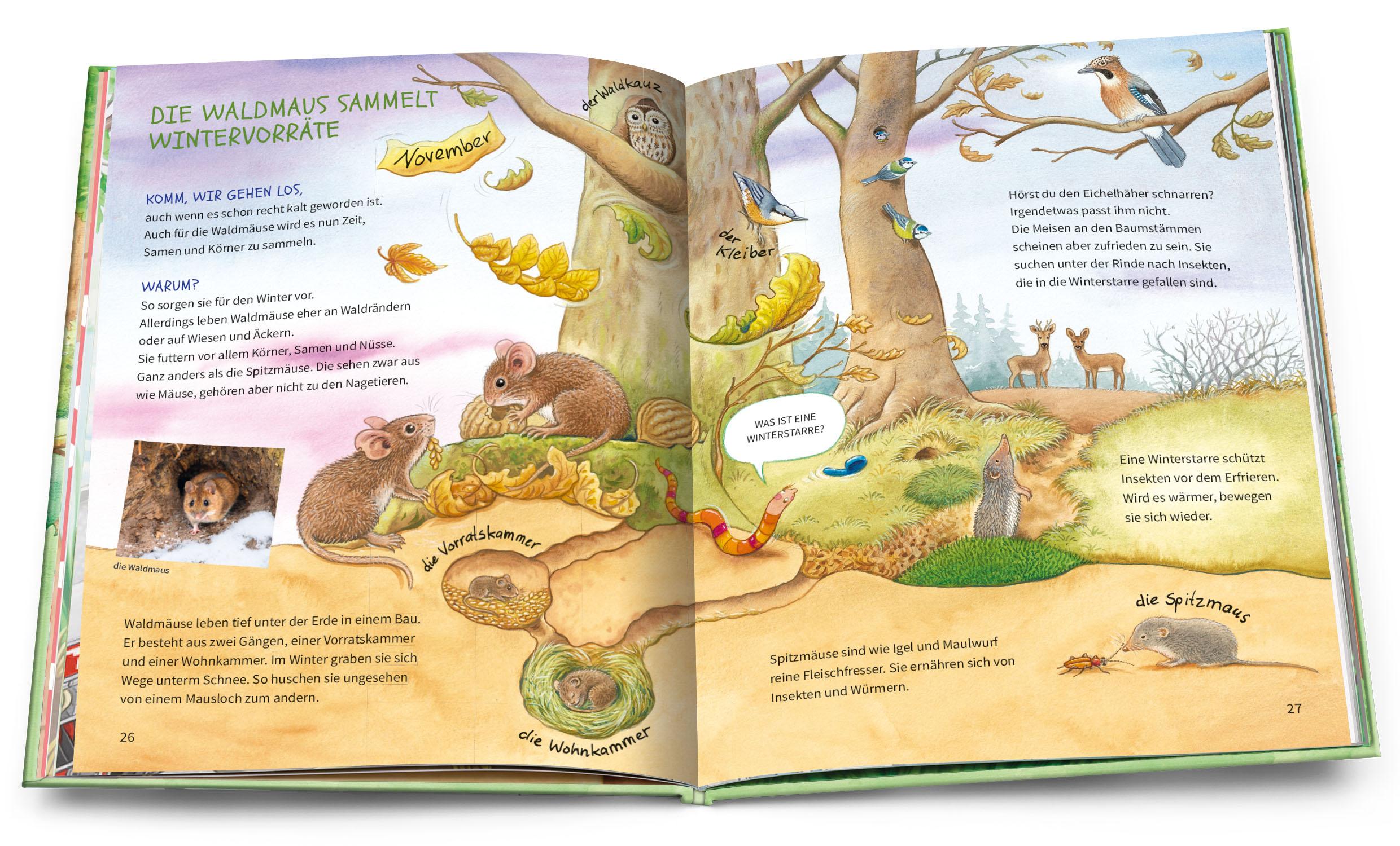 Beispielinhalt (Bild) Geh hinaus und entdecke. Tiere und Pflanzen beim Waldspaziergang