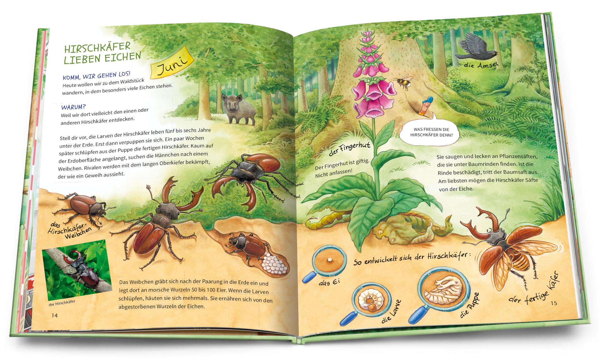 Beispielinhalt (Bild) Geh hinaus und entdecke. Tiere und Pflanzen beim Waldspaziergang