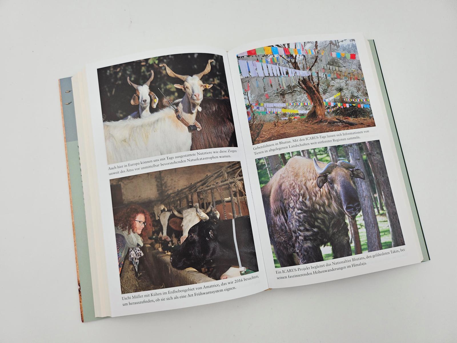 Beispielinhalt (Bild) The Internet of Animals: Was wir von der Schwarmintelligenz des Lebens lernen können