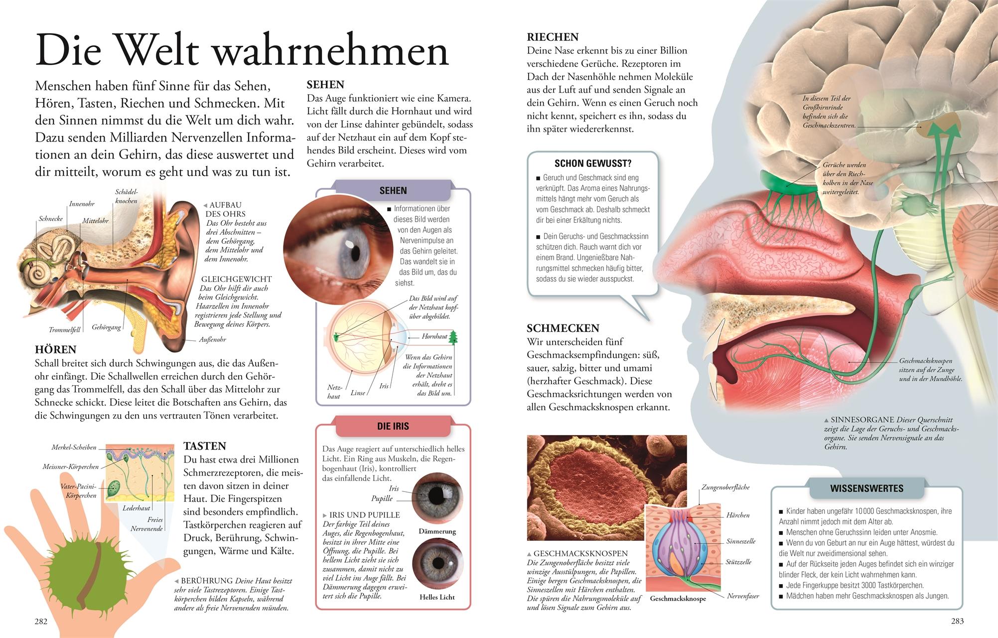 Beispielinhalt (Bild) Wissen für clevere Kids