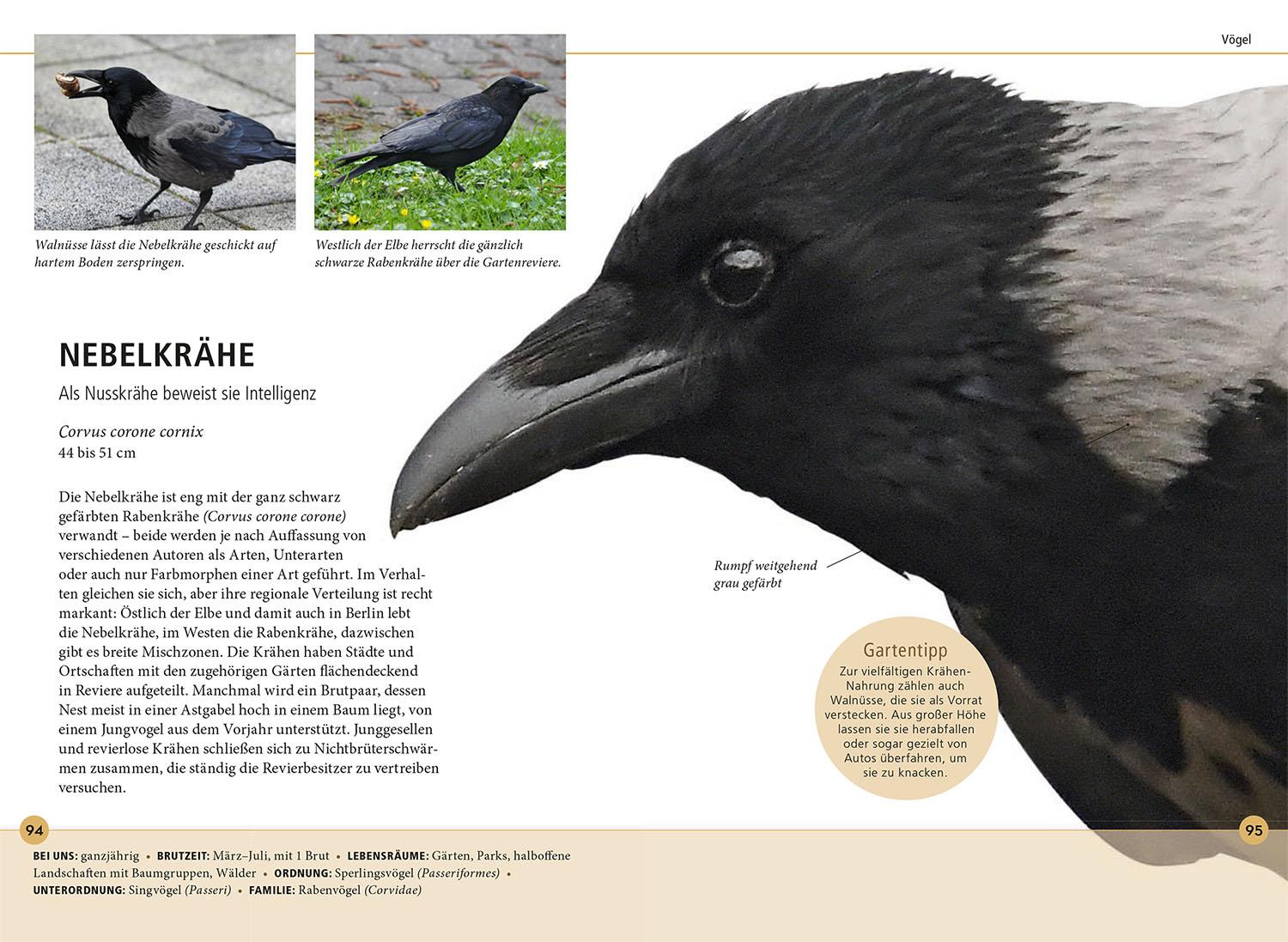 Beispielinhalt (Bild) Gartentiere lebensgroß