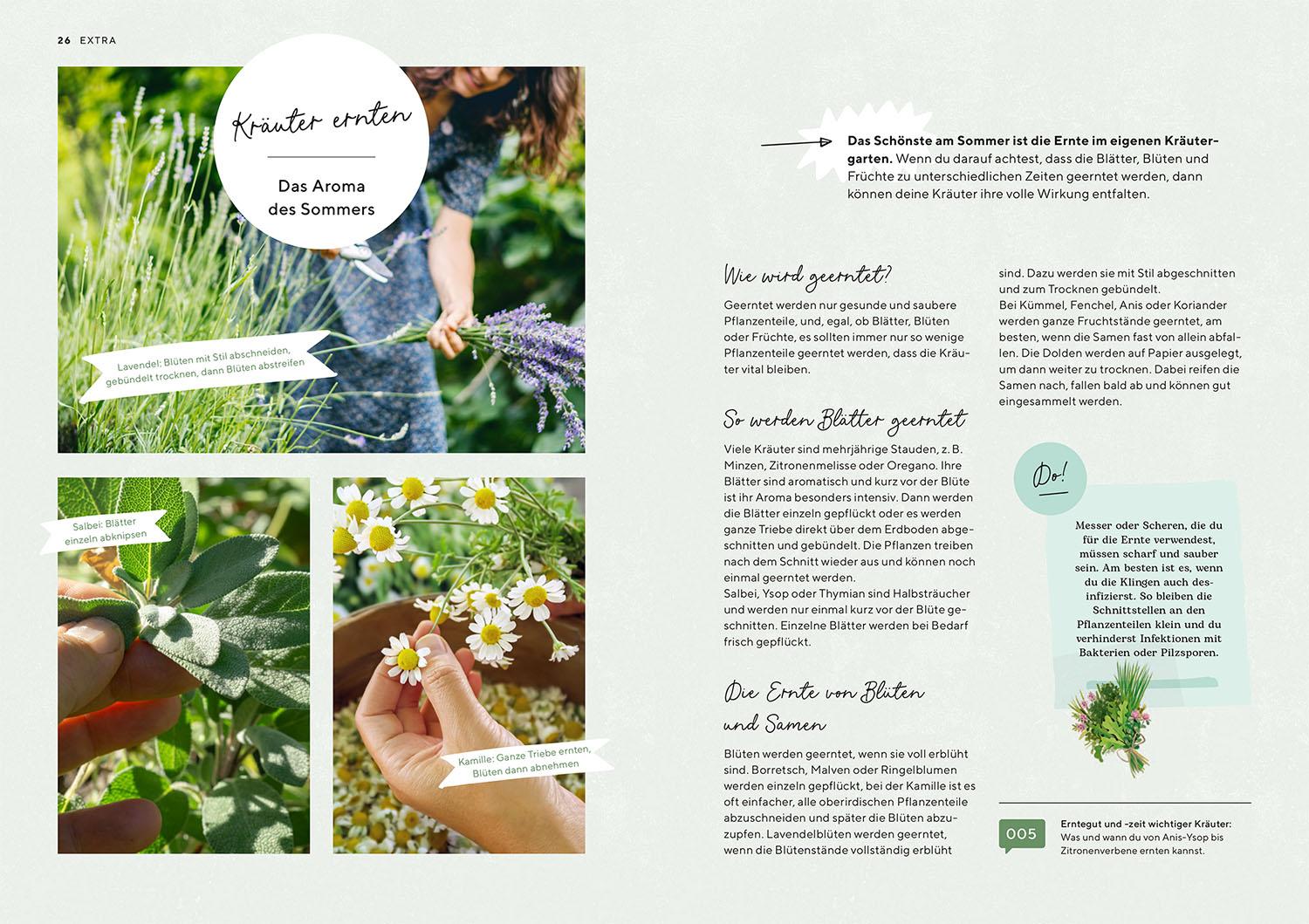 Beispielinhalt (Bild) Kräutergarten