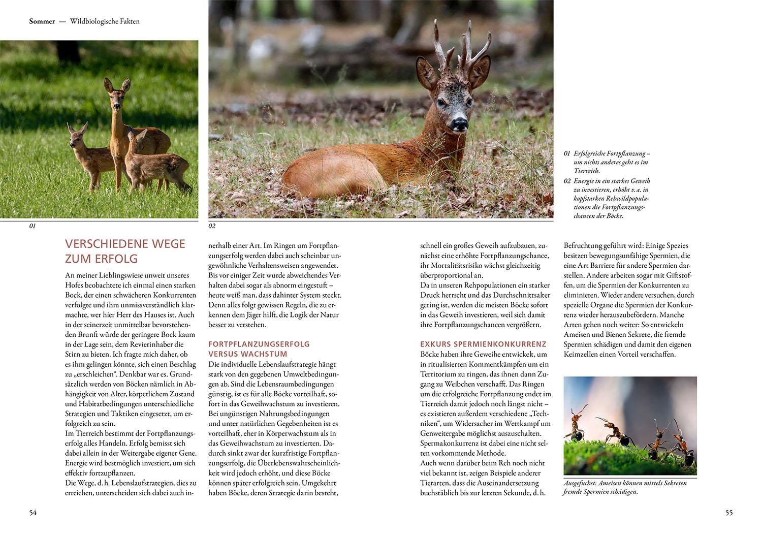 Beispielinhalt (Bild) Auf Rehe jagen
