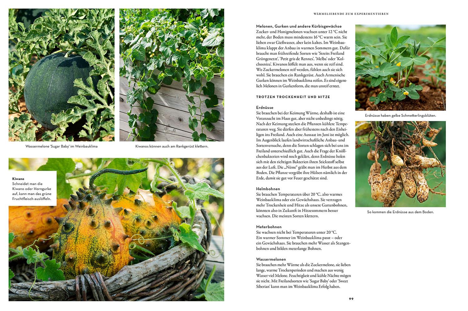 Beispielinhalt (Bild) Trockenhelden im Gemüsebeet