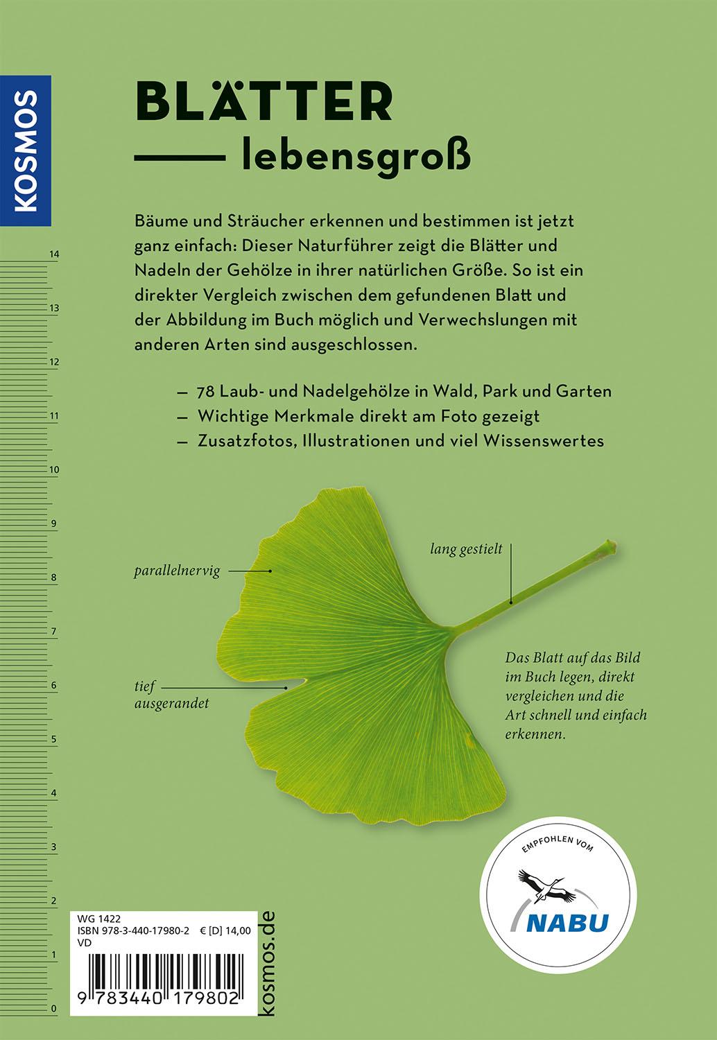 Beispielinhalt (Bild) Bäume am Blatt erkennen - 78 Laub- und Nadelgehölze. Blätter in Originalgröße