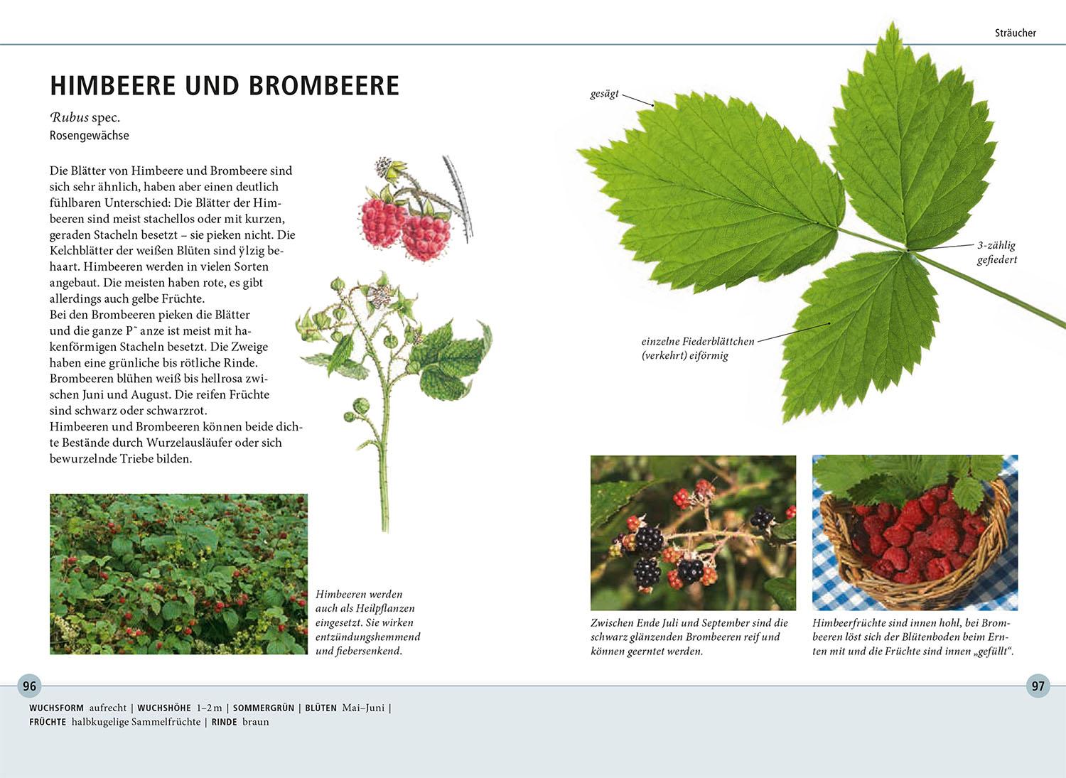 Beispielinhalt (Bild) Bäume am Blatt erkennen - 78 Laub- und Nadelgehölze. Blätter in Originalgröße