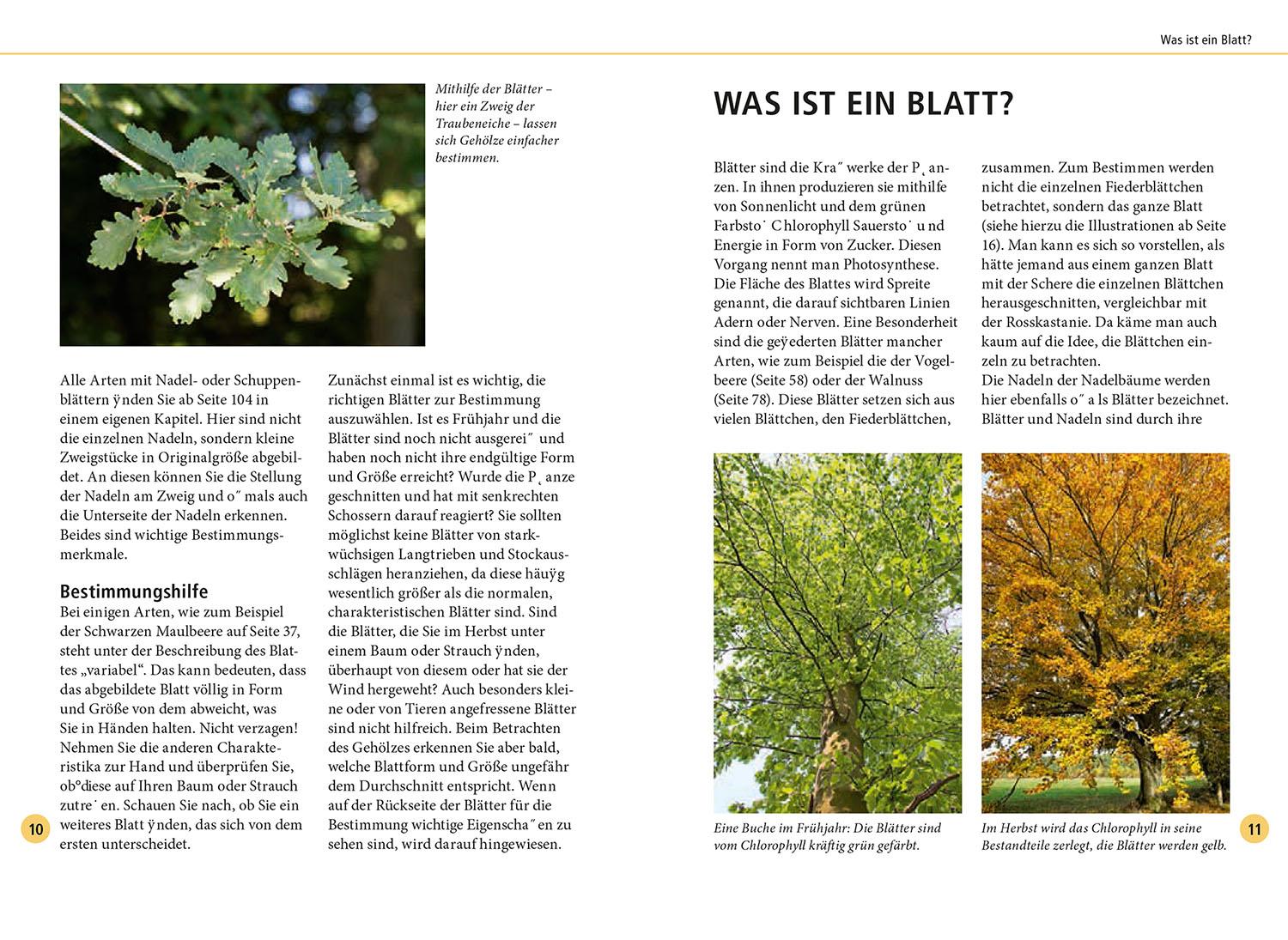 Beispielinhalt (Bild) Bäume am Blatt erkennen - 78 Laub- und Nadelgehölze. Blätter in Originalgröße