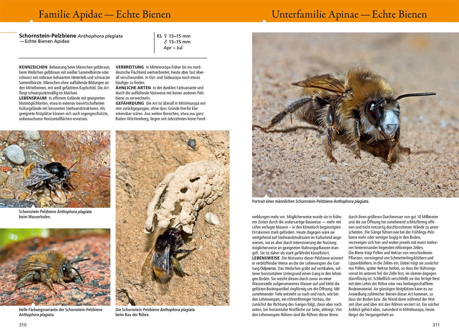 Beispielinhalt (Bild) Bienen, Wespen, Ameisen