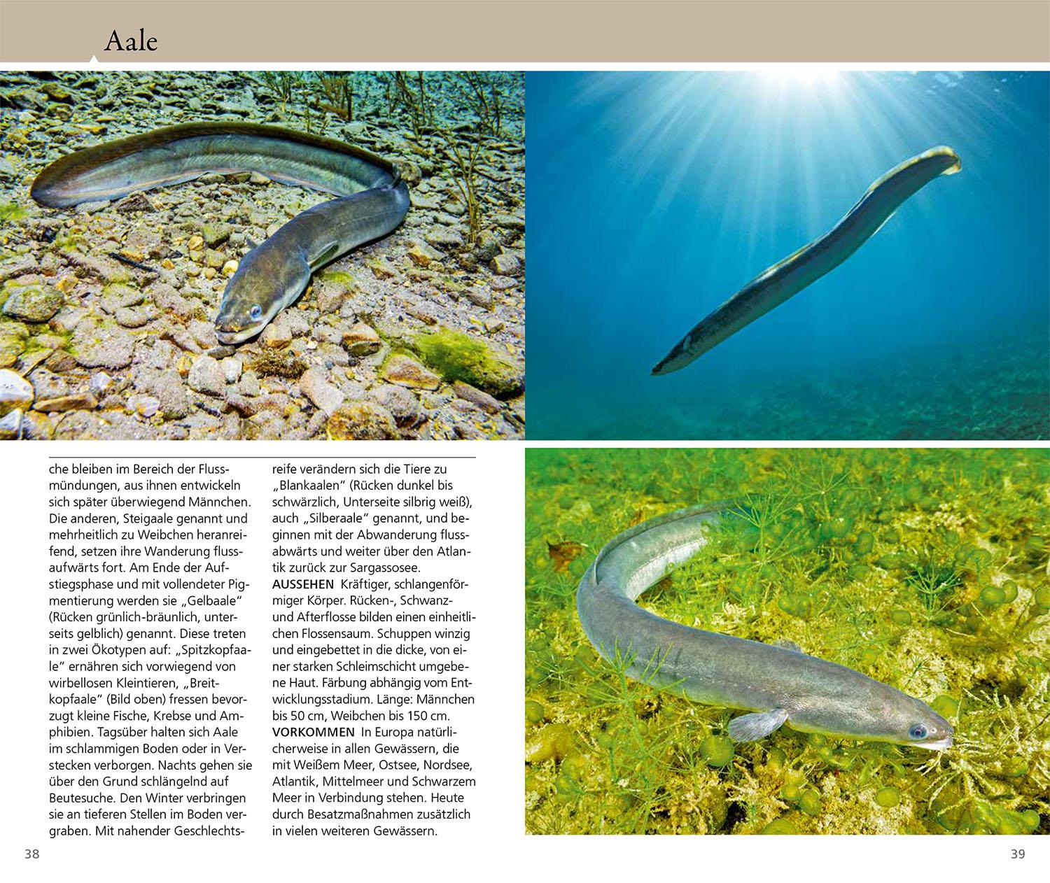 Beispielinhalt (Bild) Welcher Fisch ist das?