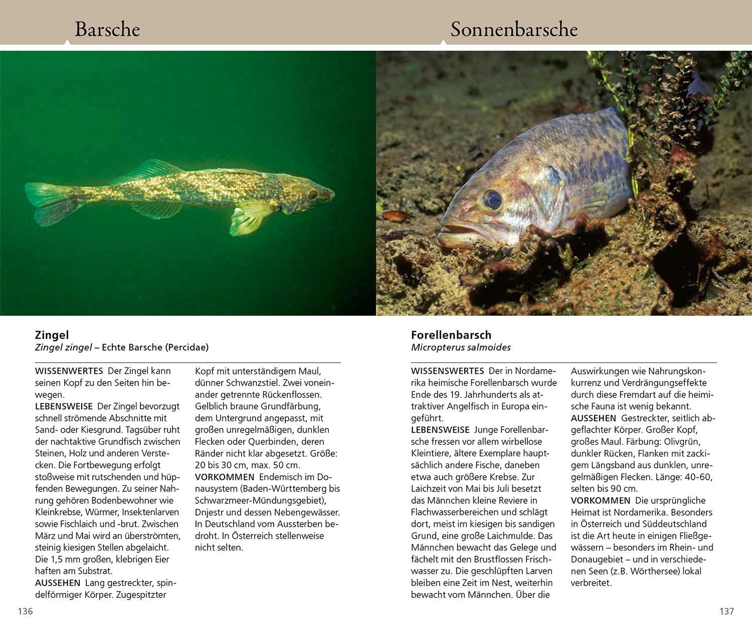 Beispielinhalt (Bild) Welcher Fisch ist das?